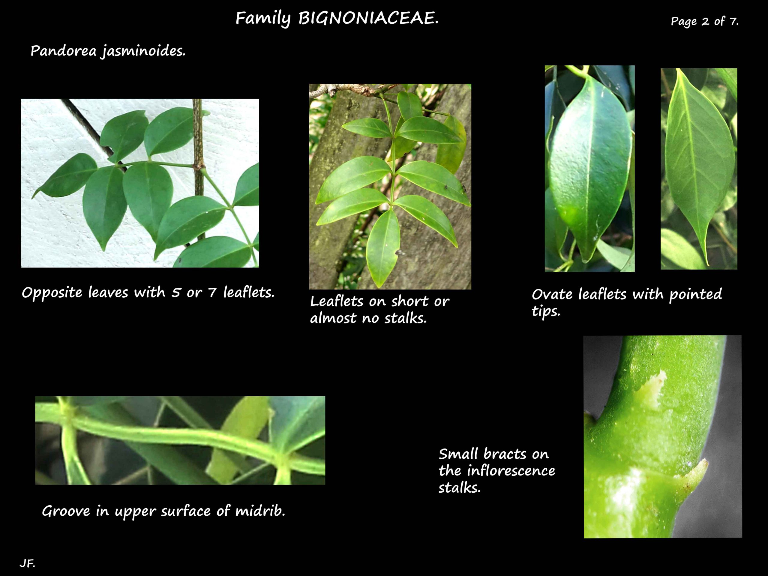2 Pandorea jasminoides leaves
